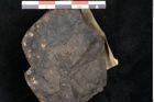 Foto (Detailansicht) von Asplenium hochstetteri Unger (NHMW-GEO-2024-0188-10306)